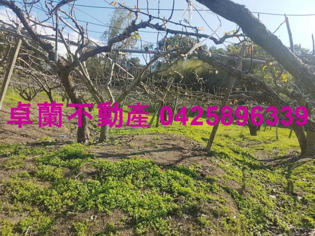 卓蘭農地-1