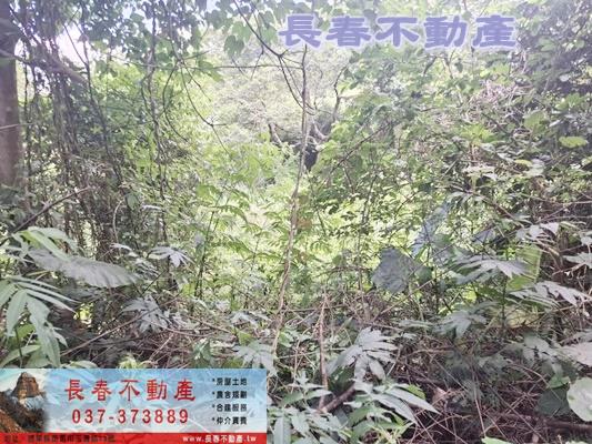 苗栗農地-5