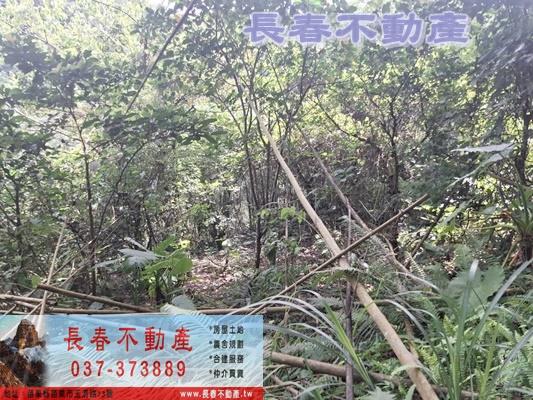 苗栗農地-6