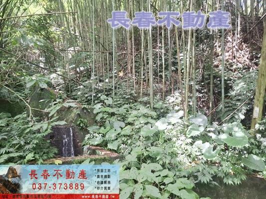 苗栗農地-9