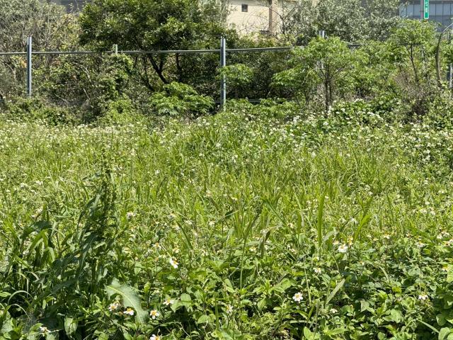觀音建地-1
