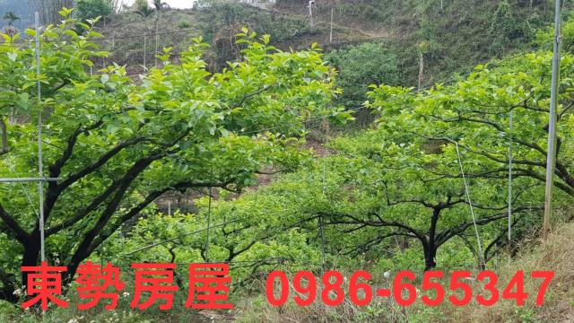 台中農地-8