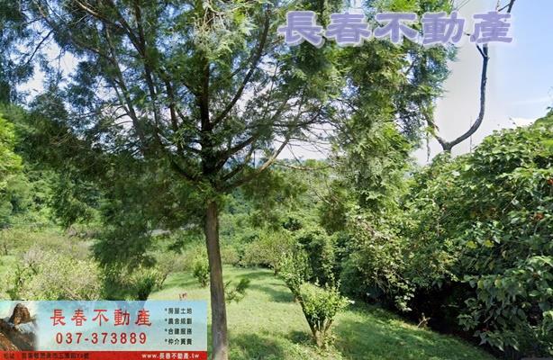 苗栗大湖農地-4
