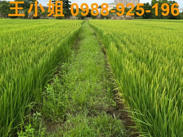 桃園桃園區農地-2