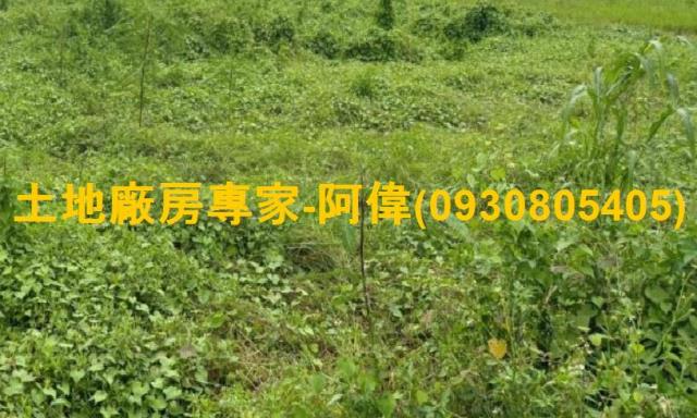 高雄大寮農地-1