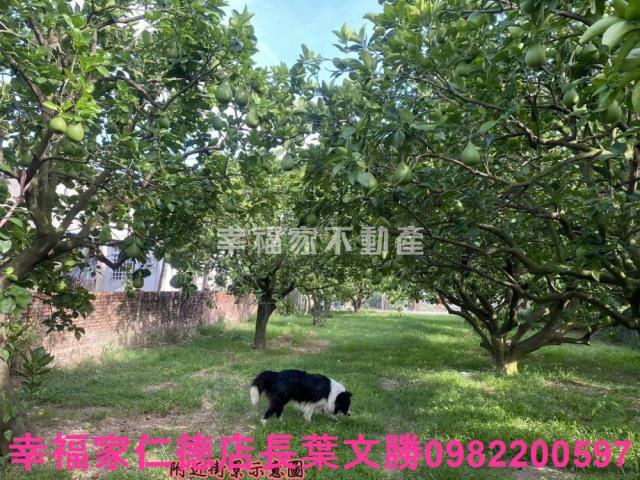 麻豆農地-1