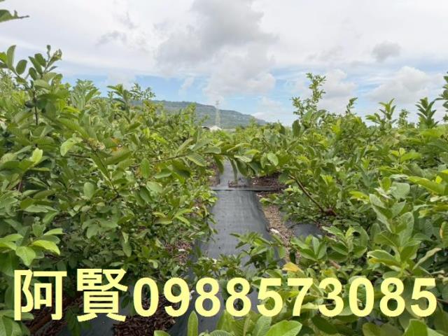 高雄農地-1