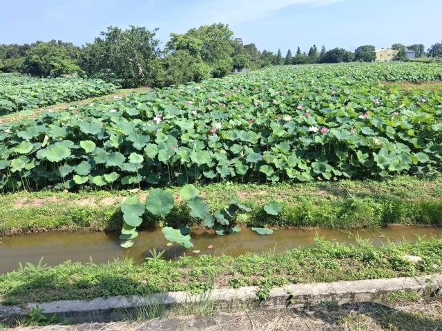 桃園觀音農地-5