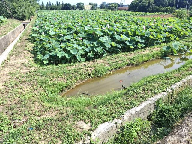 桃園觀音農地-6
