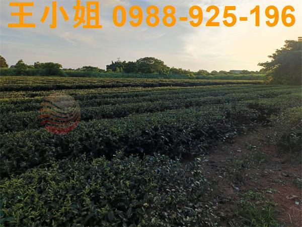 龍潭農地-7