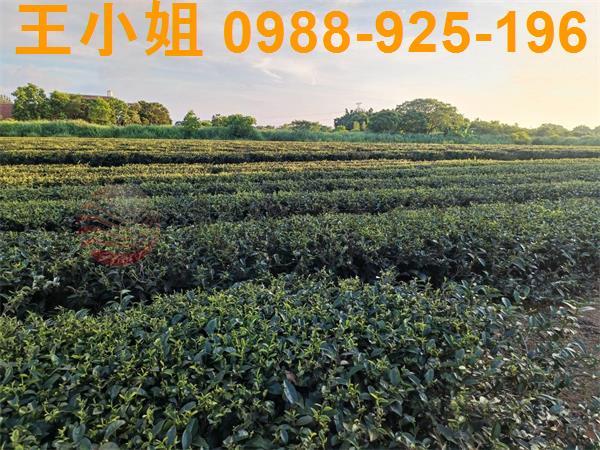 龍潭農地-8