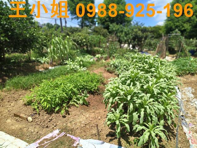 大溪農地-5
