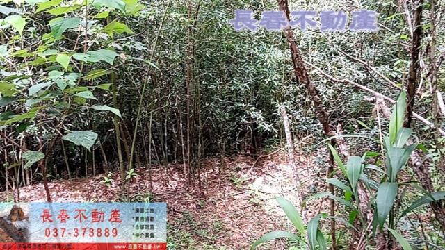 苗栗銅鑼農地-3