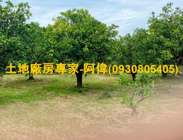 麻豆農地-1