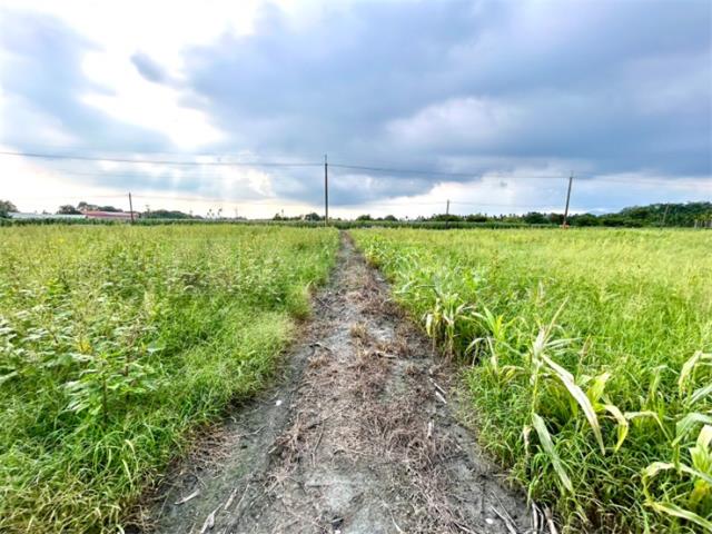 屏東高樹農地-3