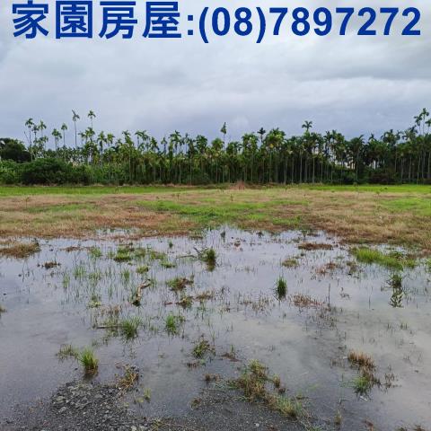新埤農地-2