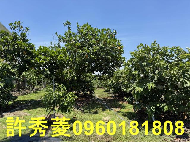 高雄燕巢農地-5