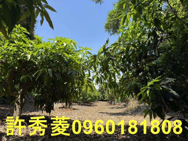 高雄燕巢農地-7