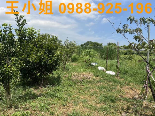 蘆竹農地-1