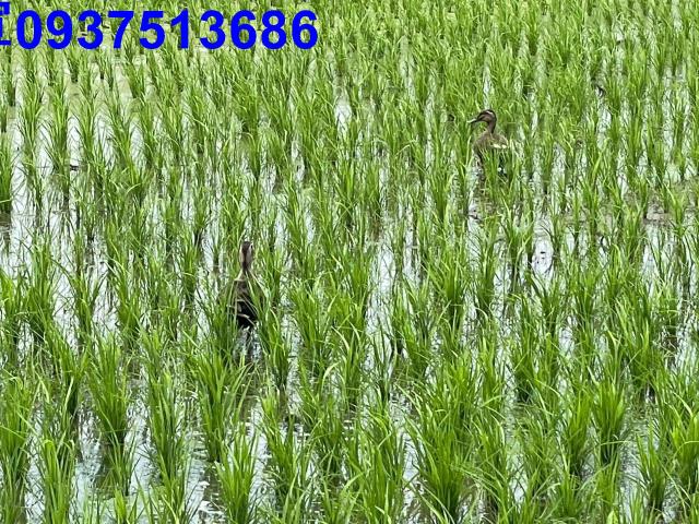 宜蘭員山農地-8