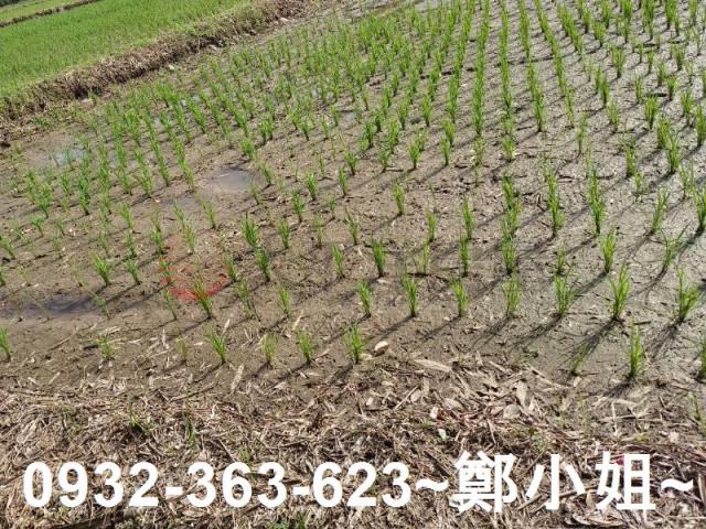 桃園區農地-4