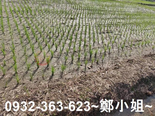 桃園區農地-5