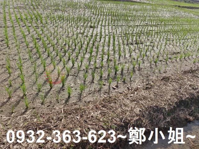 桃園區農地-6