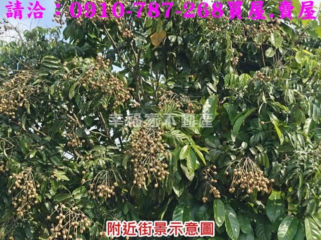 台南官田農地-9