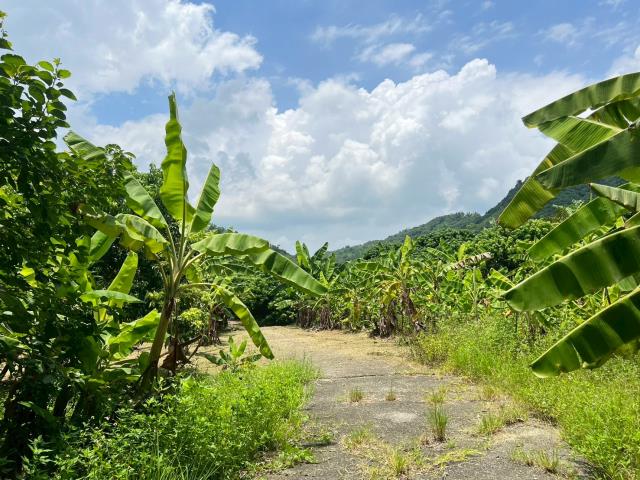 高雄內門農地-1