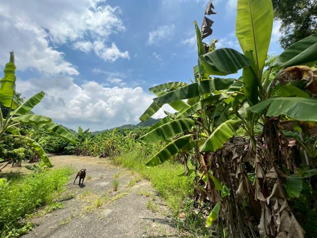 高雄內門農地-3