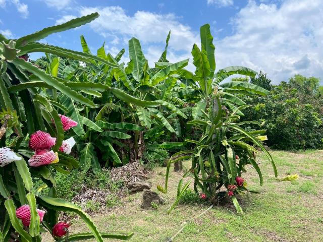 高雄內門農地-5