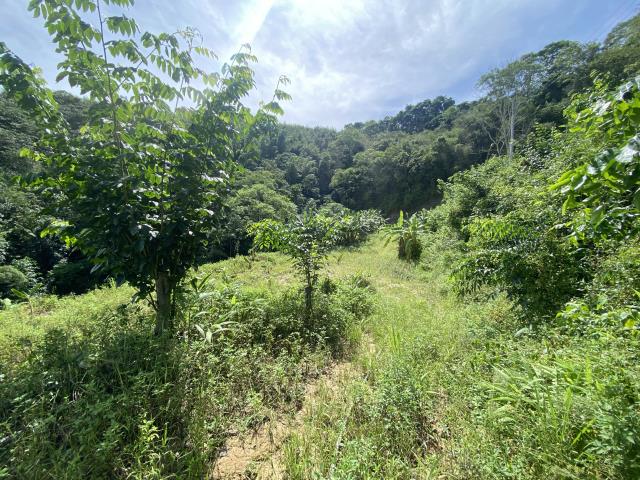 南投中寮山坡地-5