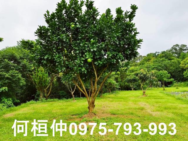 苗栗苗栗市農地-8