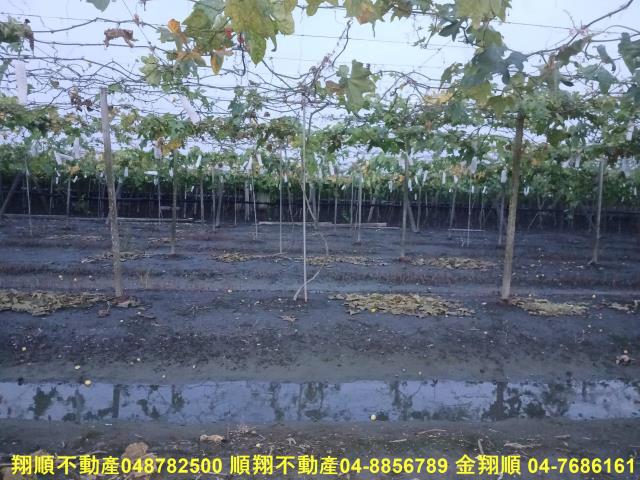 溪湖農地-5