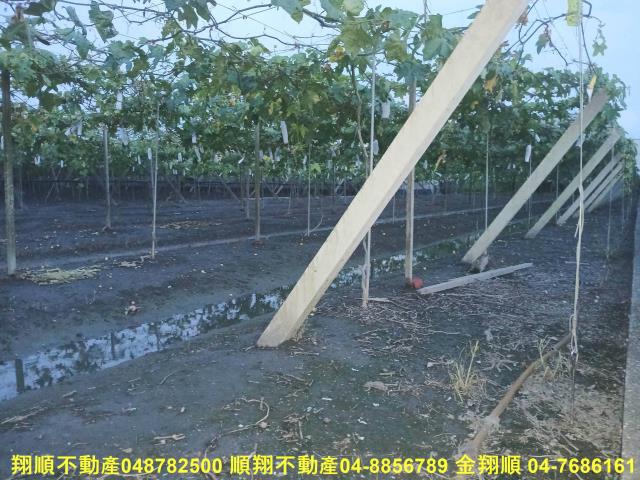 溪湖農地-6