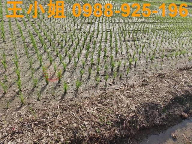 桃園農地-1