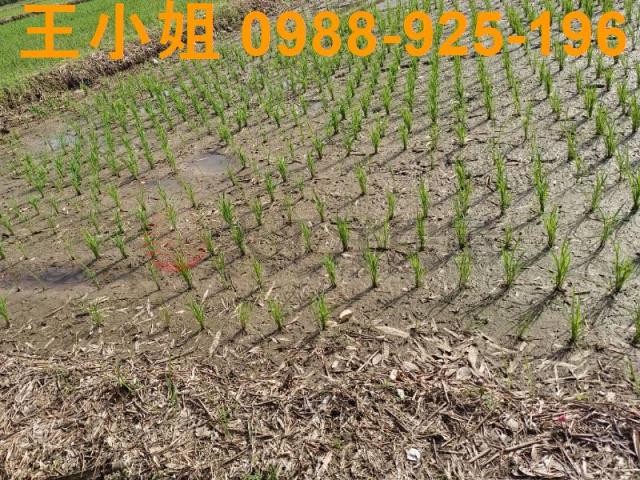 桃園農地-3
