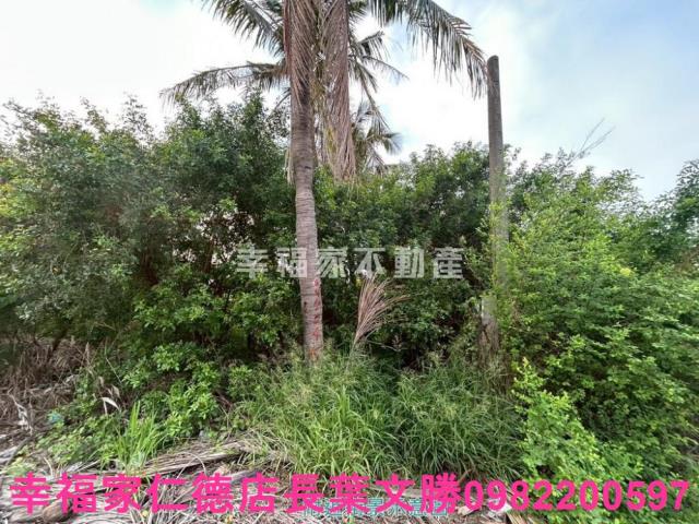 安南農地-1