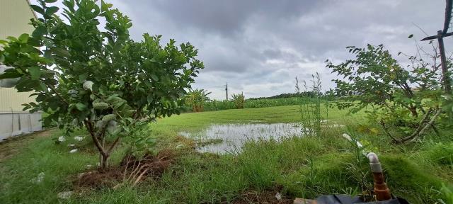 高雄彌陀農地-3