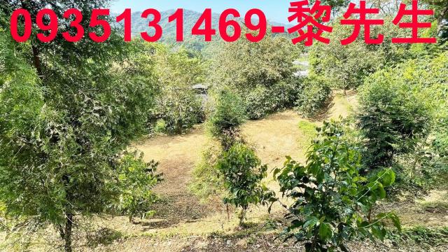 新竹林地-11
