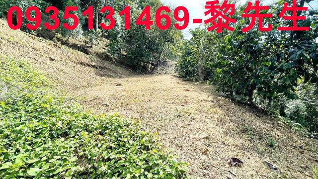 新竹林地-13