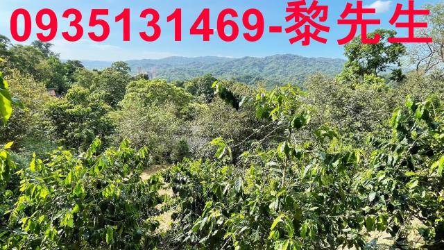 新竹林地-3