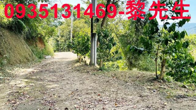 新竹林地-5