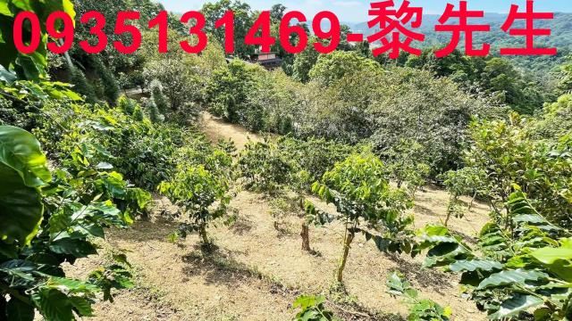 新竹林地-9