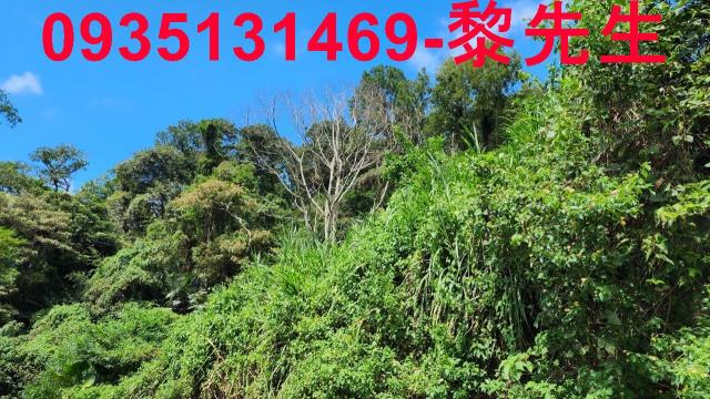 新竹林地-9