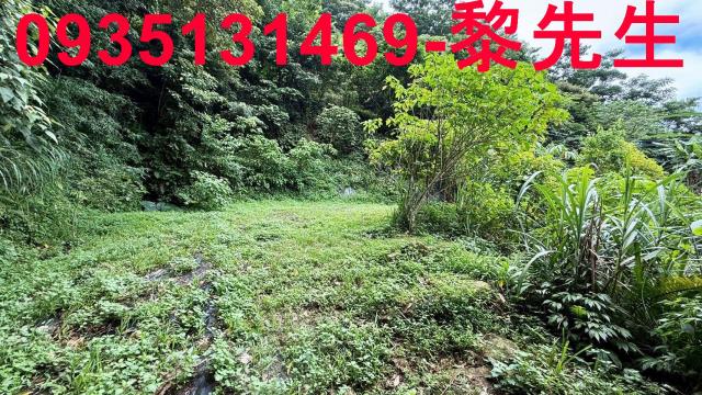 苗栗南庄林地-15