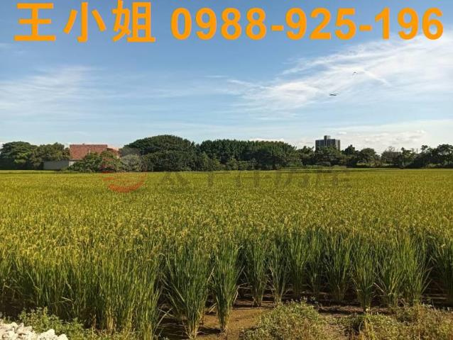 桃園大園農地-4