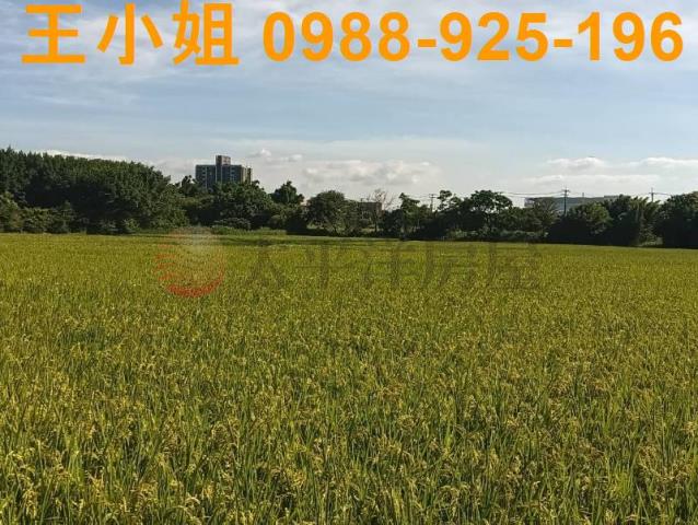 桃園大園農地-5