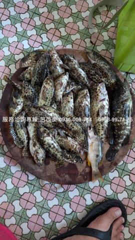 澎湖白沙農地-9