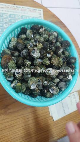 澎湖白沙農地-13